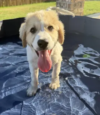 Eloise