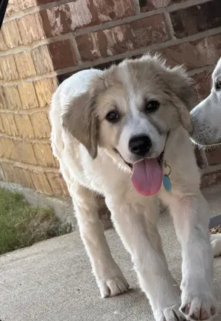 Eloise
