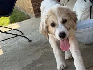 Eloise