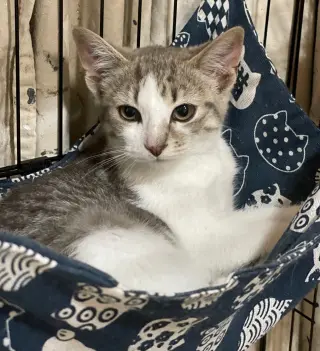 Sweet pea