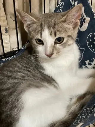 Sweet pea