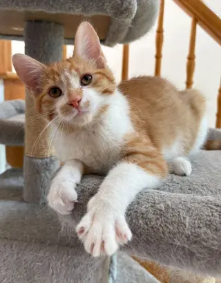 Arlo