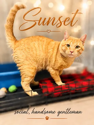 Sunset (FCID# 07/01/2026 - 155)