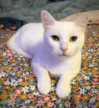 Lacie