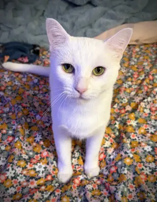 Lacie