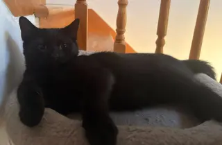 Marlo