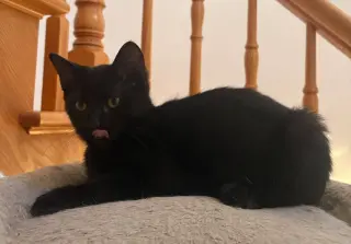 Marlo
