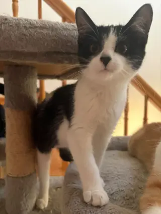 Stella