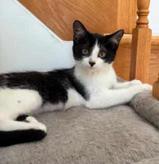 Stella
