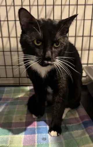 Tux