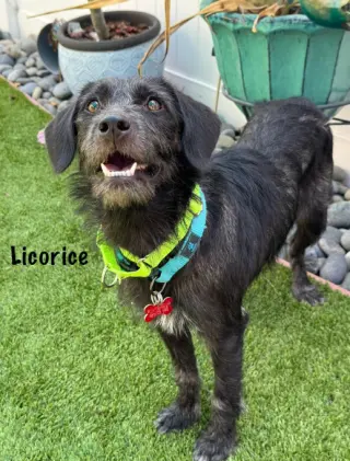 Licorice