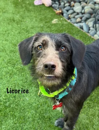 Licorice