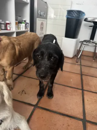 Licorice