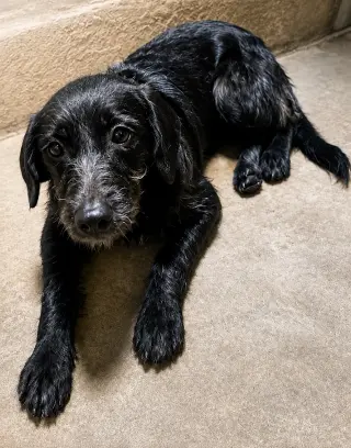 Licorice