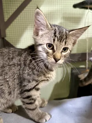 CAT - Toffee