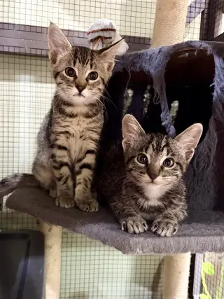 CAT - Toffee