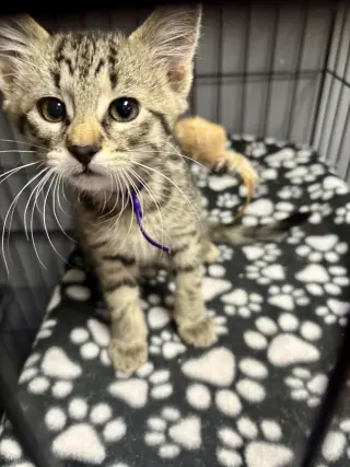 CAT - Toffee