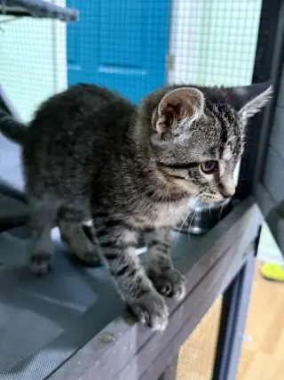 CAT - Taffy