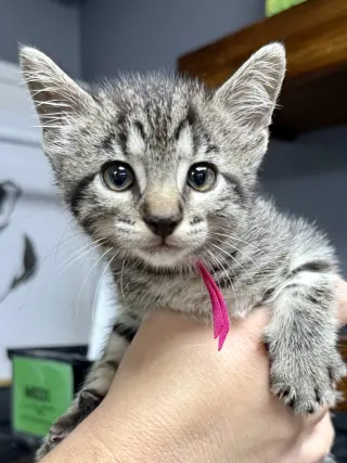 CAT - Taffy