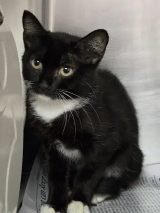 Teagan