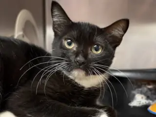 Teagan