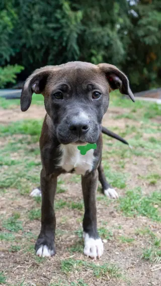Oliver