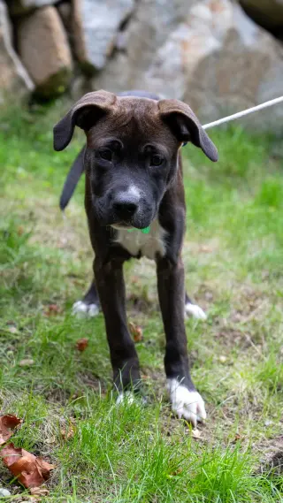 Oliver