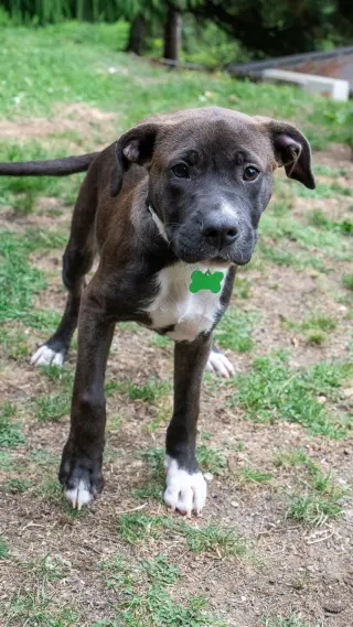 Oliver