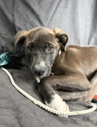 Oliver