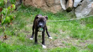 Oliver