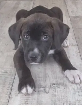 Oliver