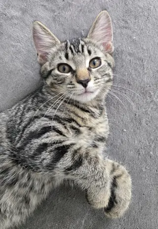 Ziggy