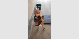 Amarantha