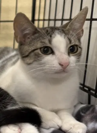 Echo