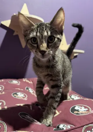 Mac