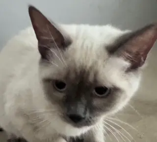 Koda