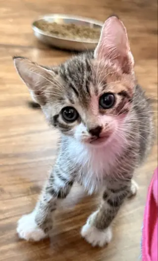 Loki