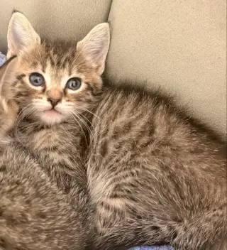 Lilou