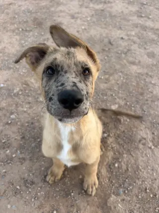 PEANUT