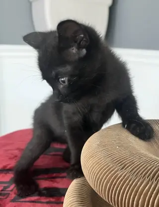 Fizz