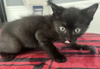 Fizz