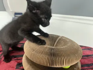 Fizz