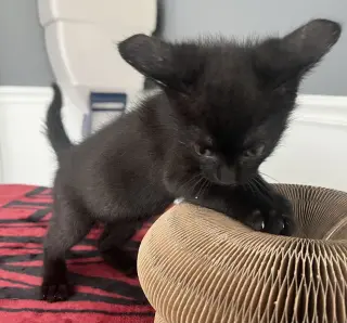 Fizz