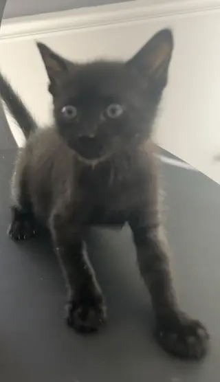 Fizz