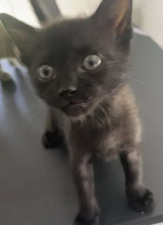 Fizz