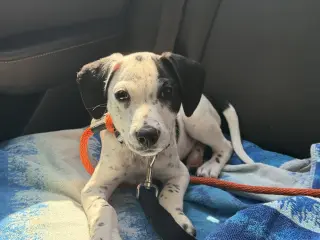 Oscar