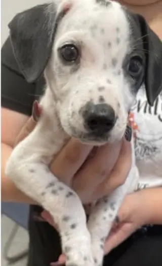 Oscar