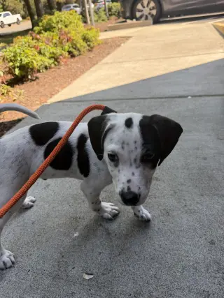 Oscar