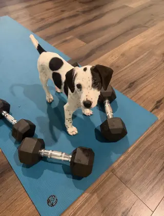 Oscar