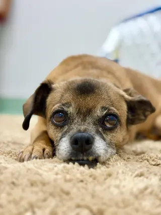 Lulu